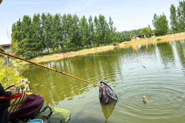 春季钓鲤鱼是钓深水还是浅水，因时节不同而不同