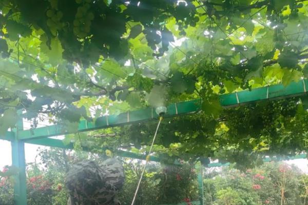 嘧菌酯的用量，取决于使用和防治对象