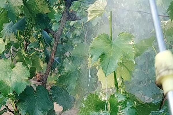 嘧菌酯的用量，取决于使用和防治对象