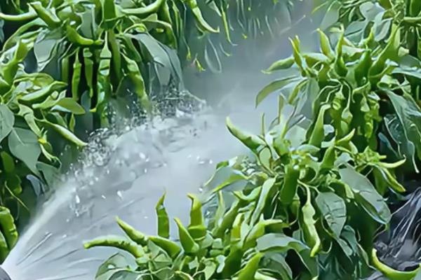 嘧菌酯的用量，取决于使用和防治对象