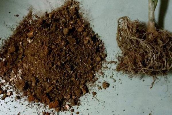 带叶兜兰如何养殖，使用砂质壤土进行种植