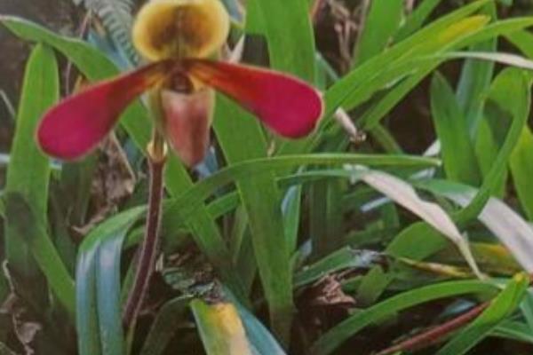 带叶兜兰如何养殖，使用砂质壤土进行种植