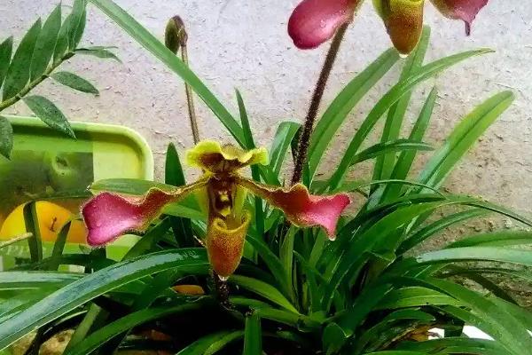 带叶兜兰如何养殖，使用砂质壤土进行种植