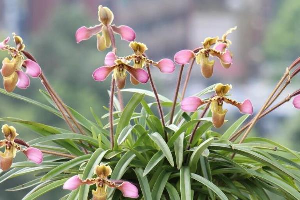 带叶兜兰如何养殖，使用砂质壤土进行种植