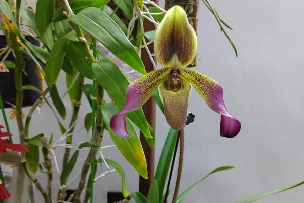 带叶兜兰如何养殖，使用砂质壤土进行种植