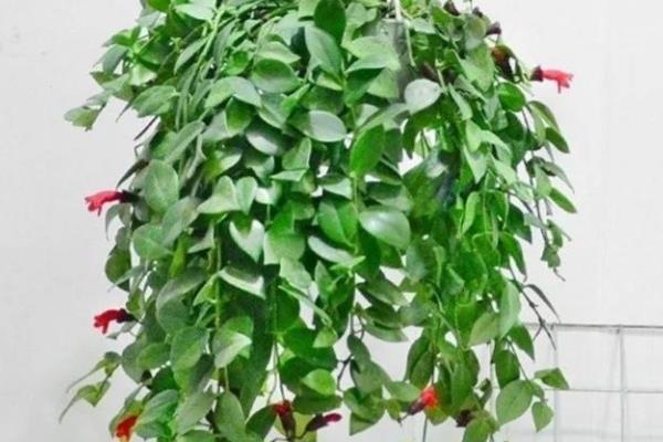 口红吊兰不开花的原因，可能是肥力不足所致