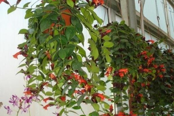 口红吊兰不开花的原因，可能是肥力不足所致