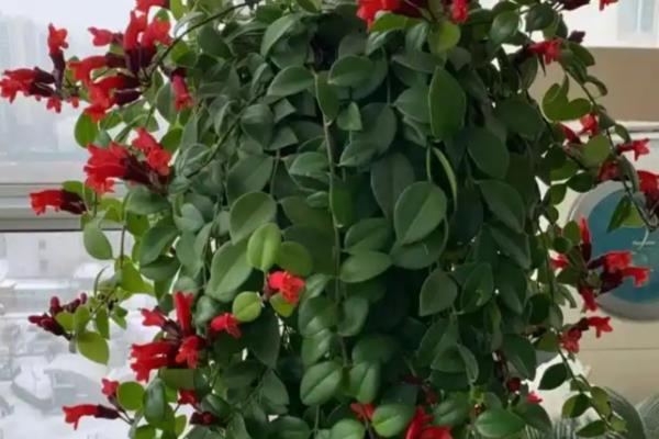 口红吊兰不开花的原因，可能是肥力不足所致