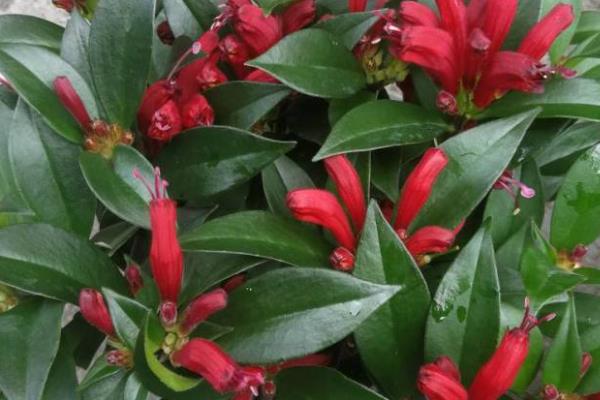 口红吊兰不开花的原因，可能是肥力不足所致