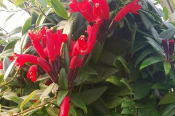 口红吊兰不开花的原因，可能是肥力不足所致