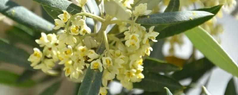 橄榄花的象征,寓意和平与希望