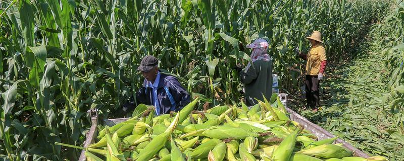 农村有什么赚钱的种植和养殖项目，水果玉米、莴笋、斑嘴鸭等种类值得考虑