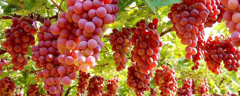 吐鲁番市的特产，吐鲁番葡萄闻名全国