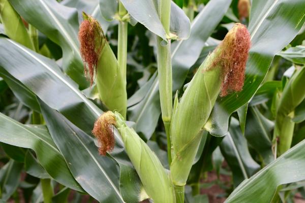 S353玉米种子特征特性，中抗禾谷镰孢茎腐病