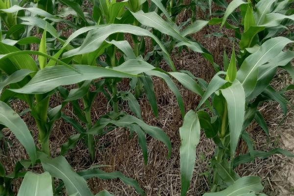 丰大688玉米品种的特性，与对照品种郑单958相当