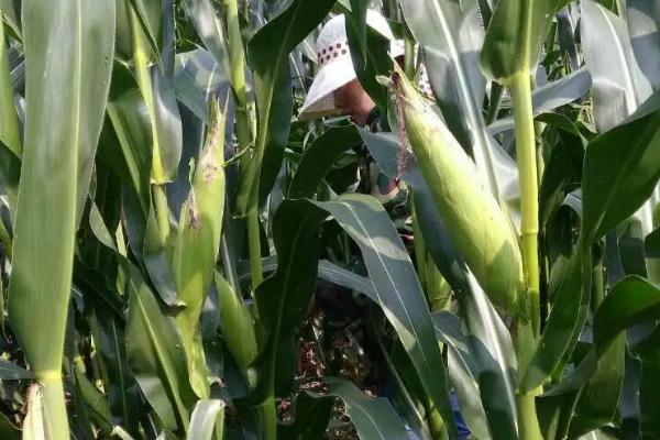 瑞丰66玉米种子特点，中抗丝黑穗病