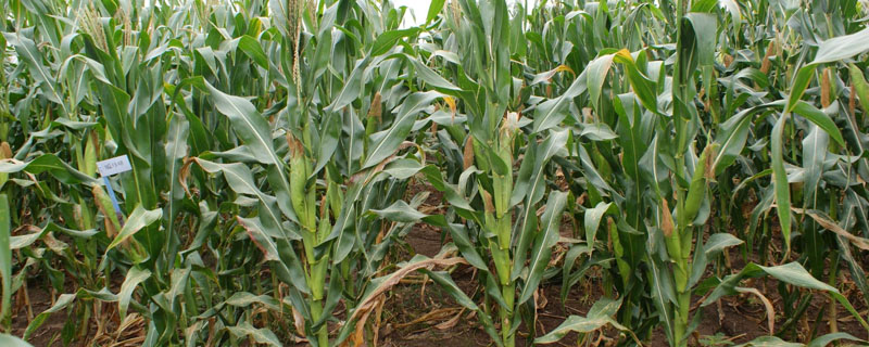 鑫瑞普836玉米种子特征特性,中抗茎腐病