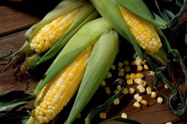 陕科53玉米种子简介，注意防治病虫害