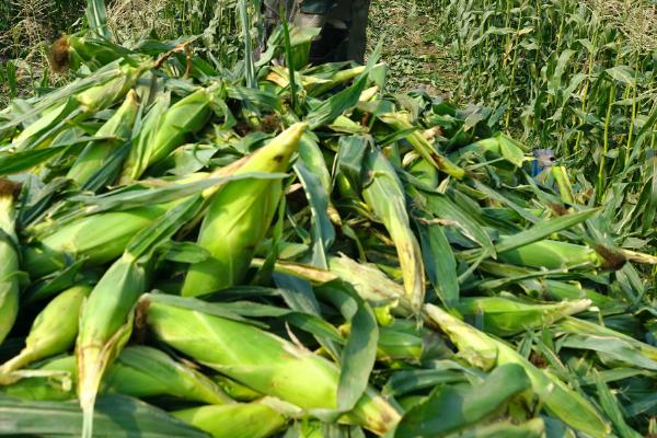 翔耘799玉米种子介绍，出苗至成熟126天