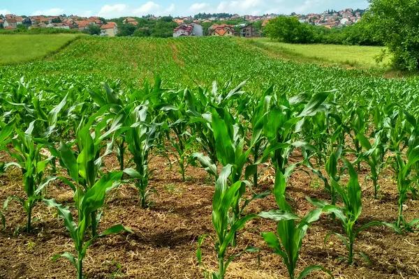 瑞丰66玉米种子特点，中抗丝黑穗病