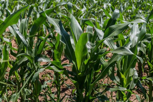 沃单202玉米种子特点，抽雄散粉期注意防治蚜虫