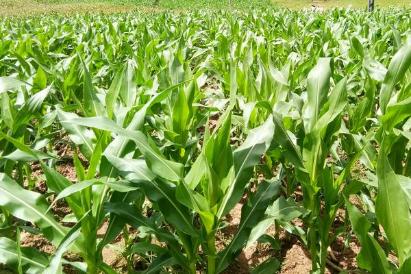 SY348玉米种子简介，中抗大斑病