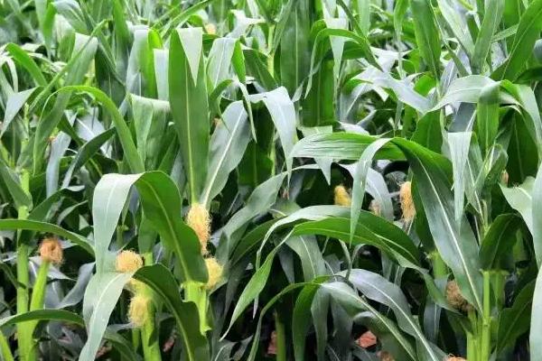 嘉业80A玉米种子介绍，鲜食糯玉米品种