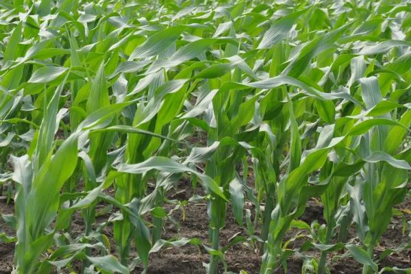 强盛556玉米品种的特性,适宜播期4月下旬至5月上旬