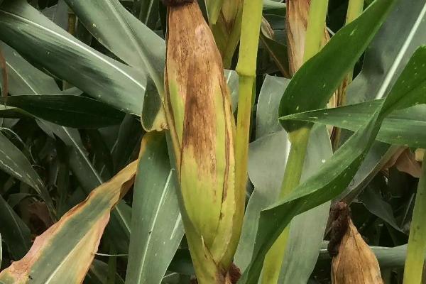 兰德玉13玉米种子特点，生育期121天左右