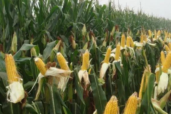 毕科玉2号（区试名称：毕试2301）玉米品种的特性，密度3000-3500株/亩