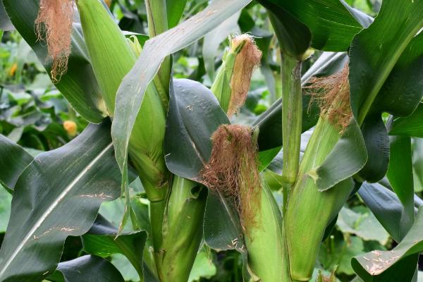 嘉乐玉709玉米种子特点，春播平均生育期137.0天