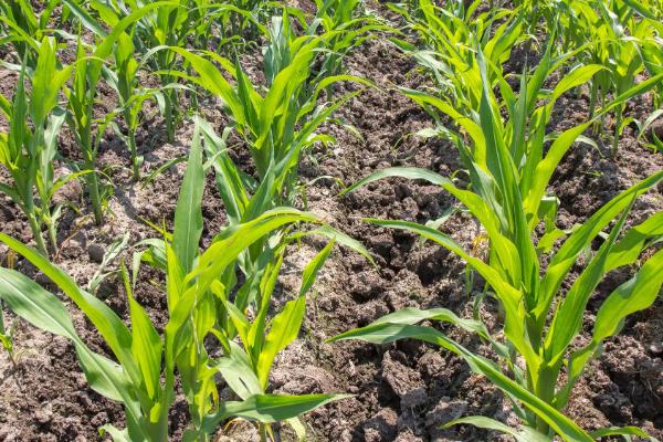 华玉29玉米品种简介，3月下旬-4月上旬播种