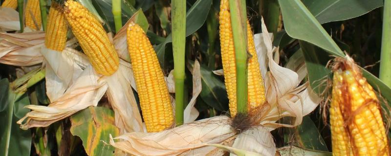 棒博士799玉米种子特点，注意防治玉米螟