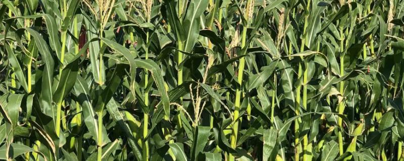 强盛556玉米品种的特性，适宜播期4月下旬至5月上旬