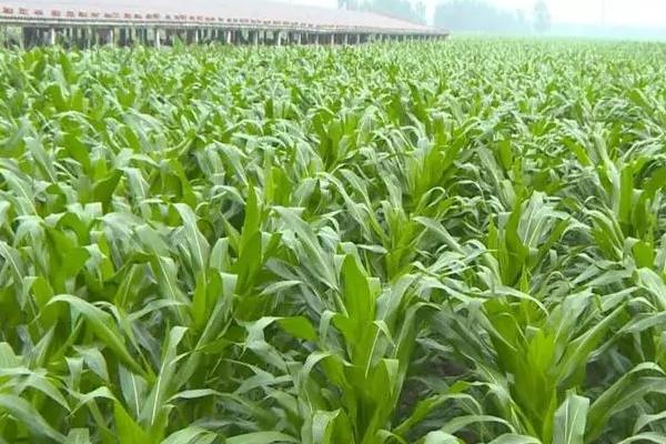 惠润231玉米种子特征特性，结合每亩施尿素30千克