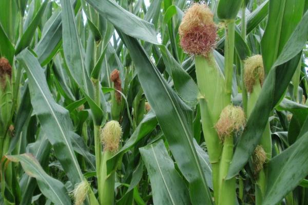 FT9103玉米种子介绍，中抗禾谷镰孢茎腐病