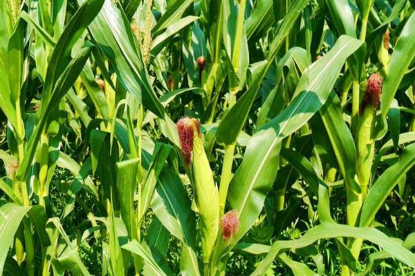 FT9103玉米种子介绍，中抗禾谷镰孢茎腐病