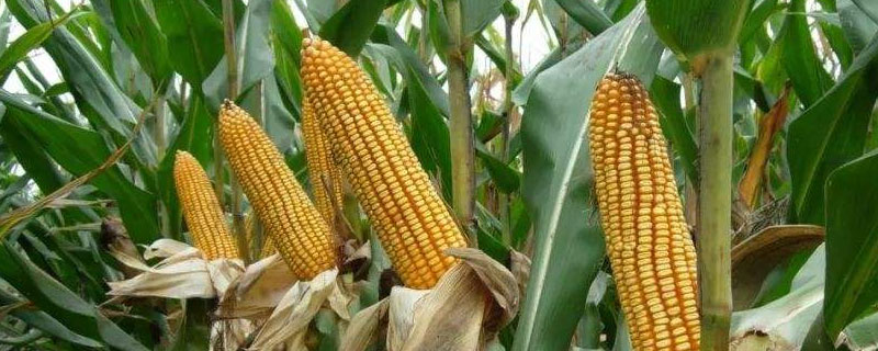 DF159玉米品种的特性，每亩适宜密度5000株