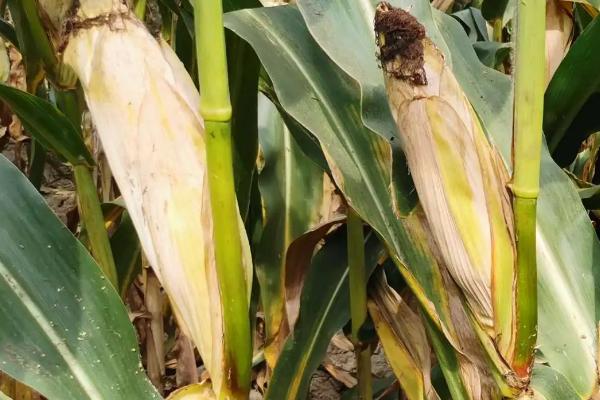 丰大688玉米品种的特性，与对照品种郑单958相当