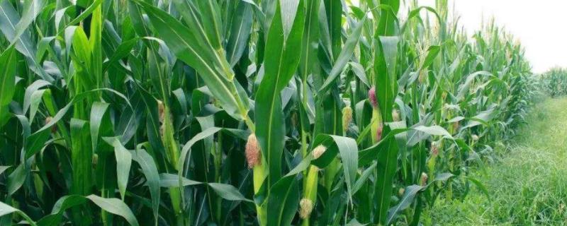G623玉米种子简介，中抗大斑病