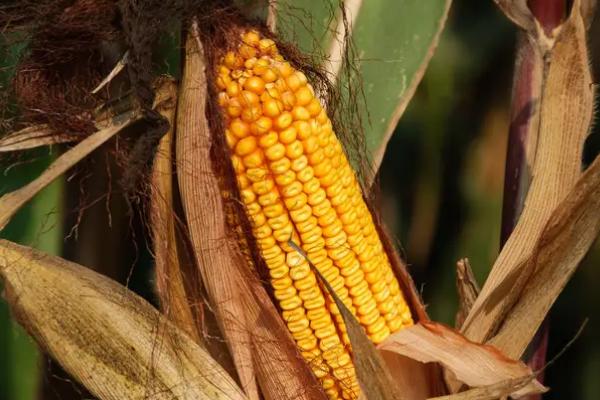 棒博士799玉米种子特点，注意防治玉米螟