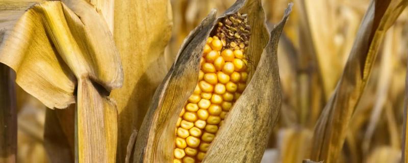 斯达甜247玉米种子特征特性，全生育期防控草地贪夜蛾