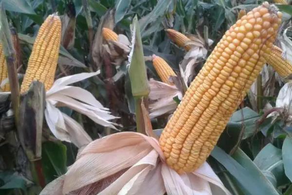 斯达甜247玉米种子特征特性，全生育期防控草地贪夜蛾