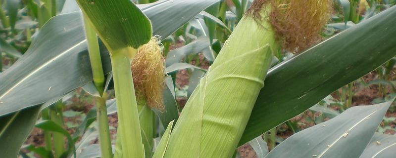 毕科玉2号（区试名称：毕试2301）玉米品种的特性，密度3000-3500株/亩