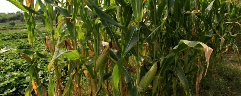 青科8号玉米品种简介，适宜播期4月下旬至5月中上旬