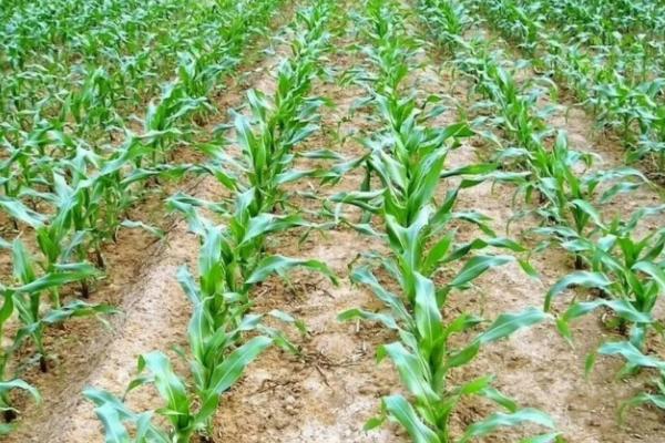 陕科53玉米种子简介，注意防治病虫害