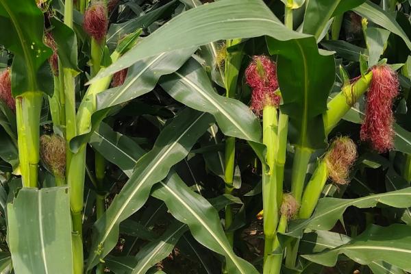 奶油玉玉米种子简介，每亩密度4500株较为适宜