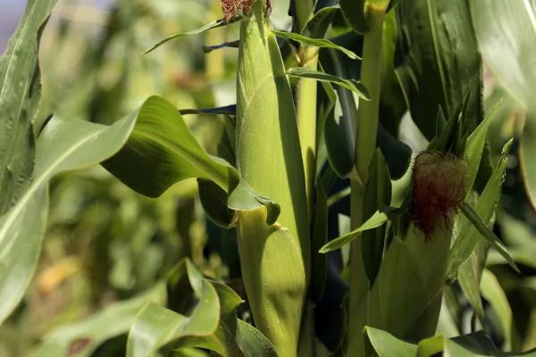 惠润231玉米种子特征特性，结合每亩施尿素30千克