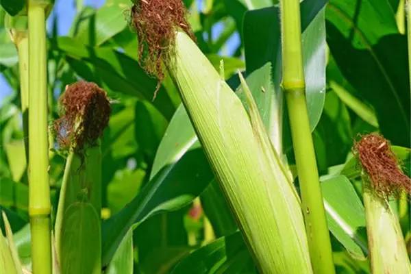 青科8号玉米品种简介，适宜播期4月下旬至5月中上旬