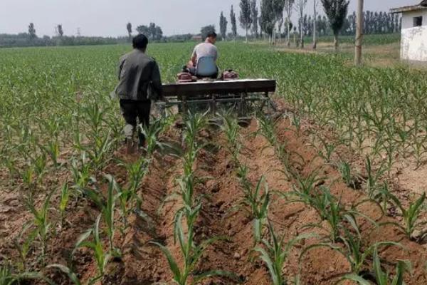 嘉业80A玉米种子介绍，鲜食糯玉米品种